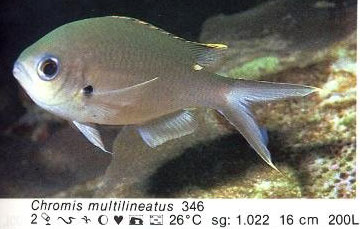 Chromis multilineatus